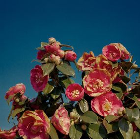 Photography, Dolce Vita 1, Aimee Hillman