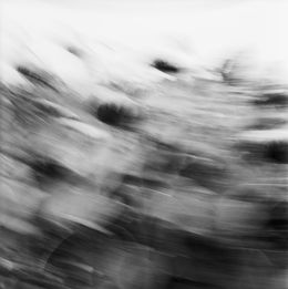 Photography, Sunflowers II, Mihaela Ivanova