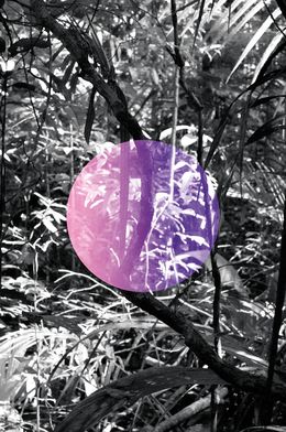 Photography, Layer of Amazon, Fabian Albertini