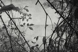 Fine Art Drawings, Carbonilla, Natalia Revilla